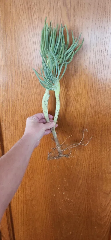 Mermaid Tail Succulent Live Plant – Crassula undulata – Wavy Leaf Indoor Plant - Image 10