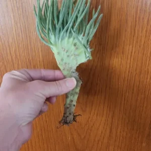 Mermaid Tail Succulent Live Plant – Crassula undulata – Wavy Leaf Indoor Plant - Image 2