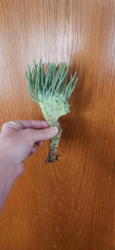 Mermaid Tail Succulent Live Plant – Crassula undulata – Wavy Leaf Indoor Plant - Image 2