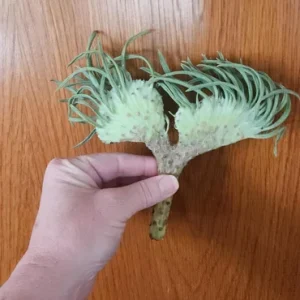 Mermaid Tail Succulent Live Plant – Crassula undulata – Wavy Leaf Indoor Plant - Image 3