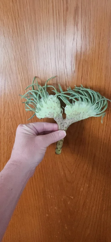 Mermaid Tail Succulent Live Plant – Crassula undulata – Wavy Leaf Indoor Plant - Image 3