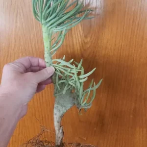 Mermaid Tail Succulent Live Plant – Crassula undulata – Wavy Leaf Indoor Plant - Image 4