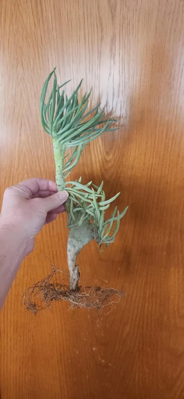 Mermaid Tail Succulent Live Plant – Crassula undulata – Wavy Leaf Indoor Plant - Image 4