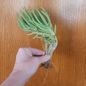 Mermaid Tail Succulent Live Plant – Crassula undulata – Wavy Leaf Indoor Plant - Image 5