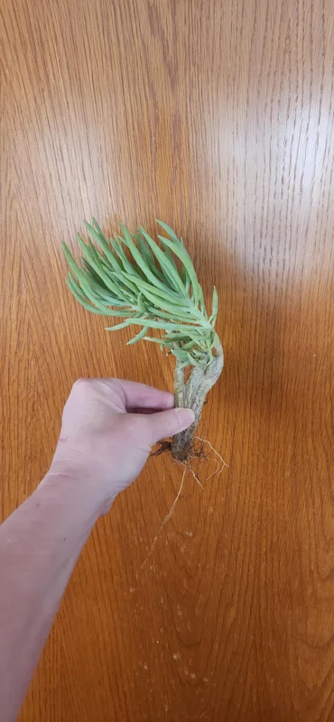 Mermaid Tail Succulent Live Plant – Crassula undulata – Wavy Leaf Indoor Plant - Image 5