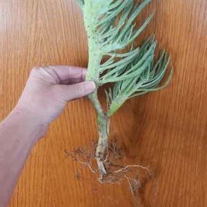 Mermaid Tail Succulent Live Plant – Crassula undulata – Wavy Leaf Indoor Plant - Image 6