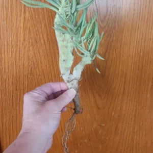 Mermaid Tail Succulent Live Plant – Crassula undulata – Wavy Leaf Indoor Plant - Image 7