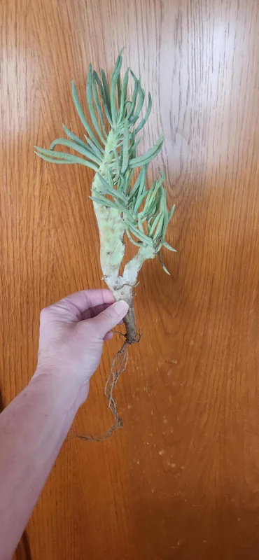 Mermaid Tail Succulent Live Plant – Crassula undulata – Wavy Leaf Indoor Plant - Image 7