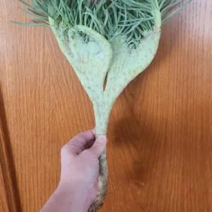 Mermaid Tail Succulent Live Plant – Crassula undulata – Wavy Leaf Indoor Plant - Image 9