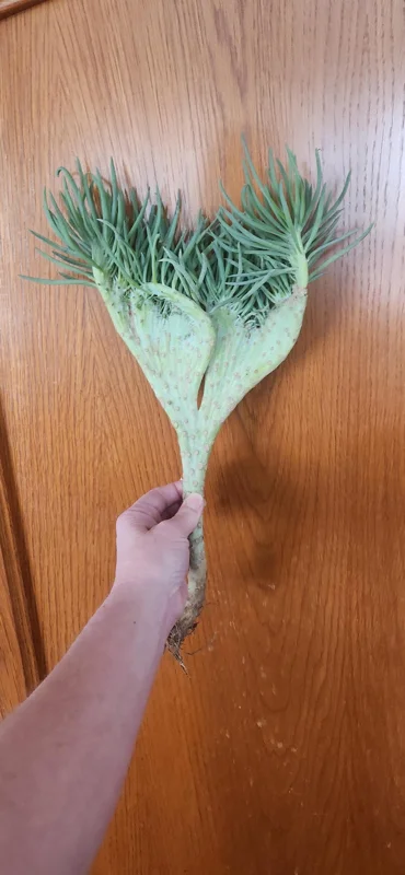 Mermaid Tail Succulent Live Plant – Crassula undulata – Wavy Leaf Indoor Plant - Image 9