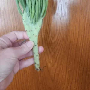 Mermaid Tail Succulent Live Plant - Crested Senecio Vitalis - 2-4 Inch Pot - Indoor - Image 10