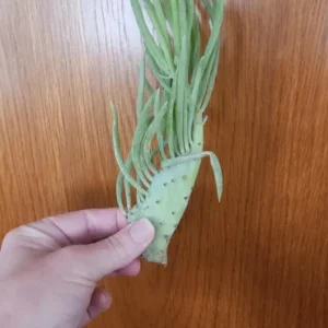 Mermaid Tail Succulent Live Plant - Crested Senecio Vitalis - 2-4 Inch Pot - Indoor - Image 2