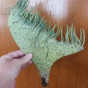 Mermaid Tail Succulent Live Plant - Crested Senecio Vitalis - 2-4 Inch Pot - Indoor - Image 5