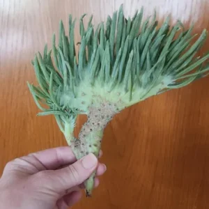 Mermaid Tail Succulent Live Plant - Crested Senecio Vitalis - 2-4 Inch Pot - Indoor - Image 7