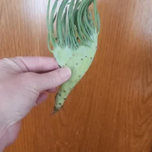 Mermaid Tail Succulent Live Plant - Crested Senecio Vitalis - 2-4 Inch Pot - Indoor - Image 8