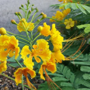 Mexican Bird of Paradise Live Plant, Yellow Pride of Barbados, 6-9 Inc Tall, Potted - Image 2