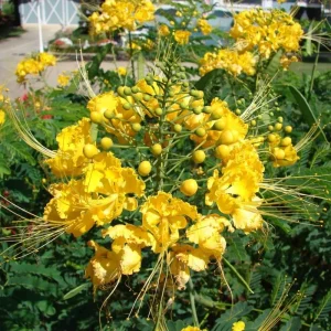 Mexican Bird of Paradise Live Plant, Yellow Pride of Barbados, 6-9 Inc Tall, Potted - Image 3
