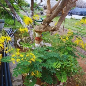 Mexican Bird of Paradise Live Plant, Yellow Pride of Barbados, 6-9 Inc Tall, Potted - Image 4