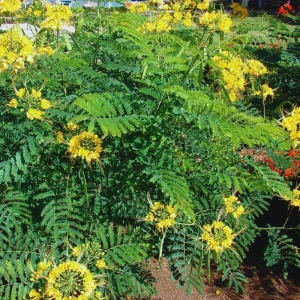 Mexican Bird of Paradise Live Plant, Yellow Pride of Barbados, 6-9 Inc Tall, Potted - Image 6