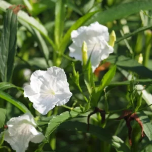 Mexican Petunia Live Plant Mix - 3 Pink Flower Seedlings, 4-8