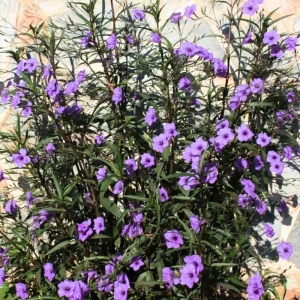 Mexican Petunia Live Plant Mix - 3 Pink Flower Seedlings, 4-8