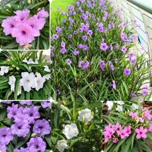 Mexican Petunia Live Plant Mix - 3 Pink Flower Seedlings, 4-8