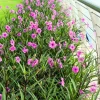 Mexican Petunia Live Plant Mix - 3 Pink Flower Seedlings, 4-8" Tall, Outdoor - Image 1