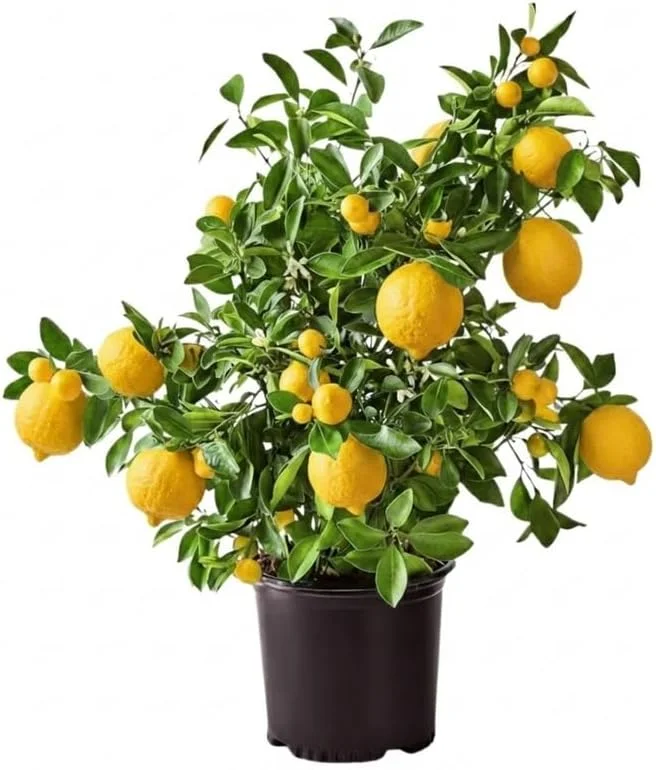 Meyer Lemon Live Tree Plant - 3 Gallon Pot - Cold Hardy Citrus - Image 3