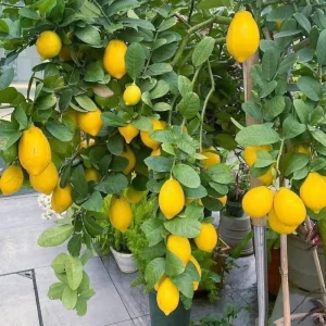 Meyer Lemon Live Tree Plant - 3 Gallon Pot - Cold Hardy Citrus - Image 5