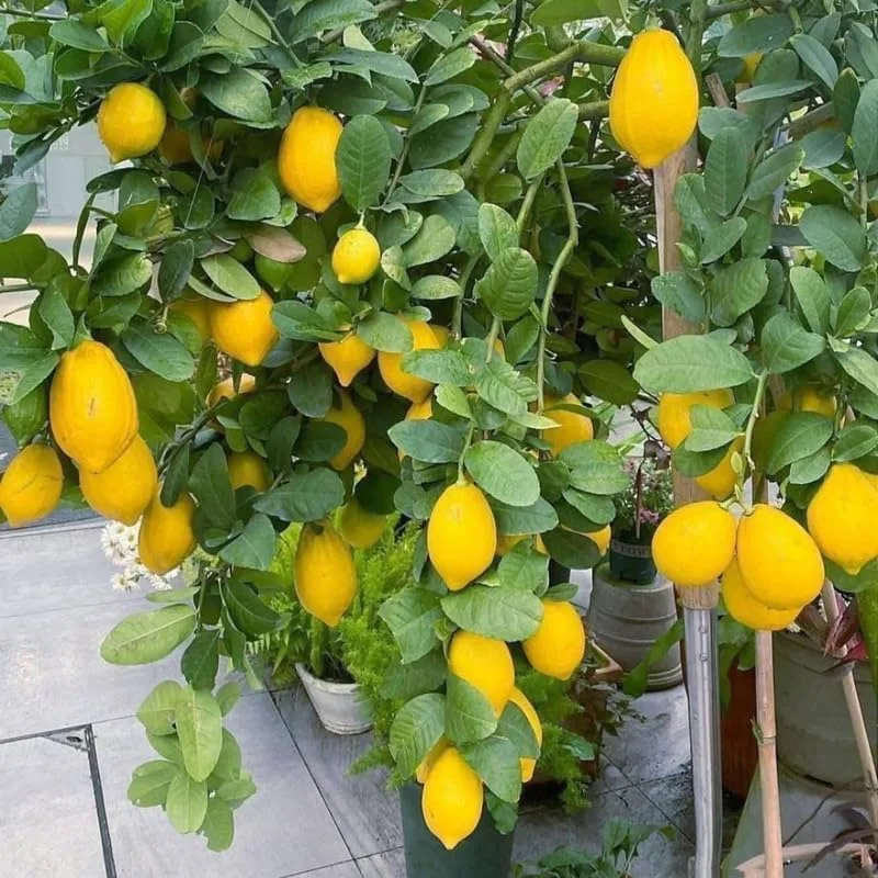 Meyer Lemon Live Tree Plant - 3 Gallon Pot - Cold Hardy Citrus - Image 5