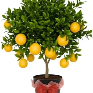 Meyer Lemon Live Tree Plant - 3 Gallon Pot - Cold Hardy Citrus - Image 1