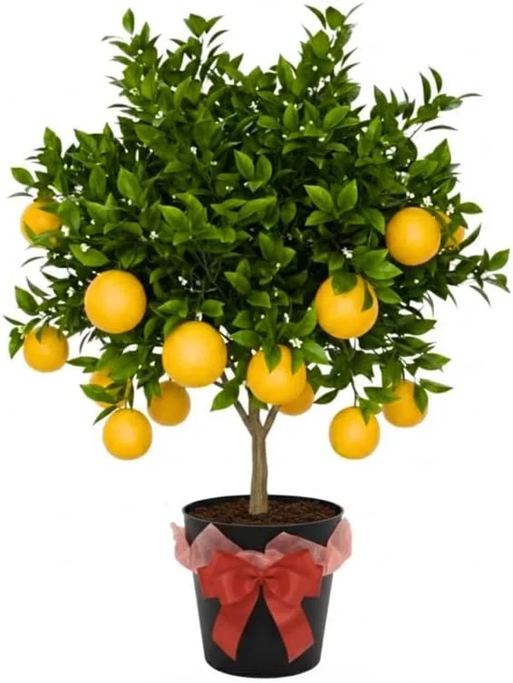 Meyer Lemon Live Tree Plant - 3 Gallon Pot - Cold Hardy Citrus - Image 1