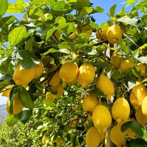 Meyer Lemon Tree Live Plant 2-3 Ft Tall - Fragrant Citrus for Outdoor Patio - Image 2