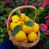 Meyer Lemon Tree Live Plant 2-3 Ft Tall - Fragrant Citrus for Outdoor Patio - Image 1