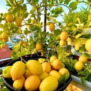 Meyer Lemon Tree Live Plant 2 Inch Tall - Dwarf Fruit Tree for Indoor & Outdoor - Image 1