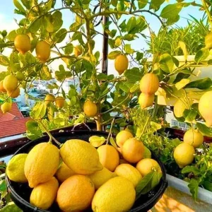 Meyer Lemon Tree Live Plant 2 Inch Tall - Dwarf Fruit Tree for Indoor & Outdoor - Image 7
