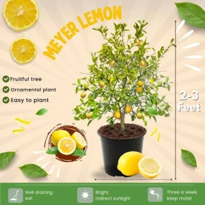 Meyer Lemon Tree Live Plant – 3 Gallon Pot – Already Bearing Fruit – Cold Hardy - Image 3