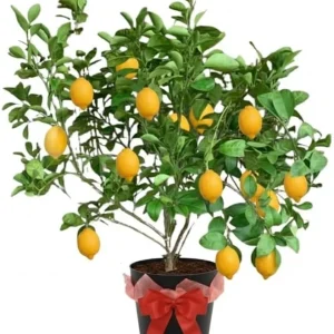 Meyer Lemon Tree Live Plant – 3 Gallon Pot – Already Bearing Fruit – Cold Hardy - Image 7