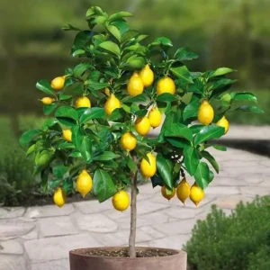 Meyer Lemon Tree Live Plant – 3 Gallon Pot – Already Bearing Fruit – Cold Hardy - Image 7