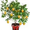 Meyer Lemon Tree Live Plant – 3 Gallon Pot – Already Bearing Fruit – Cold Hardy - Image 1