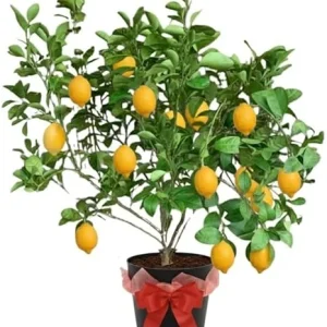 Meyer Lemon Tree Live Plant – 3 Gallon Pot – Already Bearing Fruit – Cold Hardy - Image 1