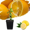 Meyer Lemon Tree Live Plant Seedling - Starter 2-3 Inch Tall - Tropical Fruit - Image 1