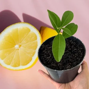 Meyer Lemon Tree Live Plant - Starter Citrus Fruit 4