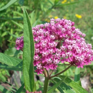 Milkweed Live Plant Set of 2, Asclepias Tuberosa, 5-8 Inch Tall, Perennial Butterfly Plant, Outdoor - Image 2