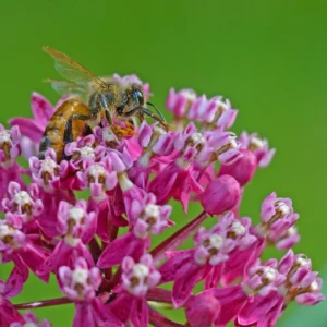 Milkweed Live Plant Set of 2, Asclepias Tuberosa, 5-8 Inch Tall, Perennial Butterfly Plant, Outdoor - Image 5