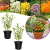 Milkweed Live Plants, Set of 2, Asclepias Tuberosa, 5-8 Inch Tall, Outdoor - Image 1