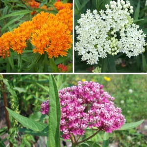 Milkweed Live Plants, Set of 2, Asclepias Tuberosa, 5-8 Inch Tall, Outdoor - Image 5