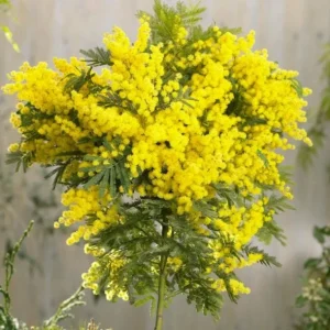Mimosa Wattle Seedling Live Plant - Yellow Flower Tree, 3-5 Inch Tall in 4