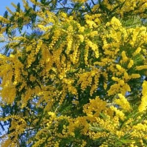 Mimosa Wattle Seedling Live Plant - Yellow Flower Tree, 3-5 Inch Tall in 4
