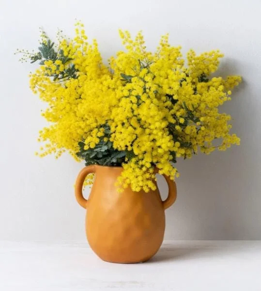 Mimosa Wattle Seedling Live Plant - Yellow Flower Tree, 3-5 Inch Tall in 4" Pot - Image 1